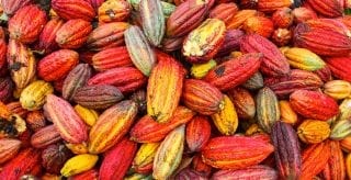 Close-up of raw cocoa beans, representing valuation and analytics of natural commodities like ECOM in global markets.