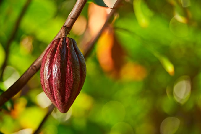 Close-up of a raw coffee bean, representing valuation and analytics of natural commodities in global markets.